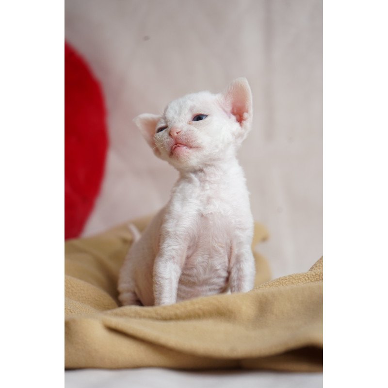 Devon Rex NOV Nika