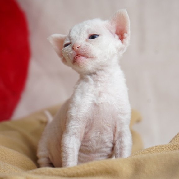 Devon Rex NOV Nika