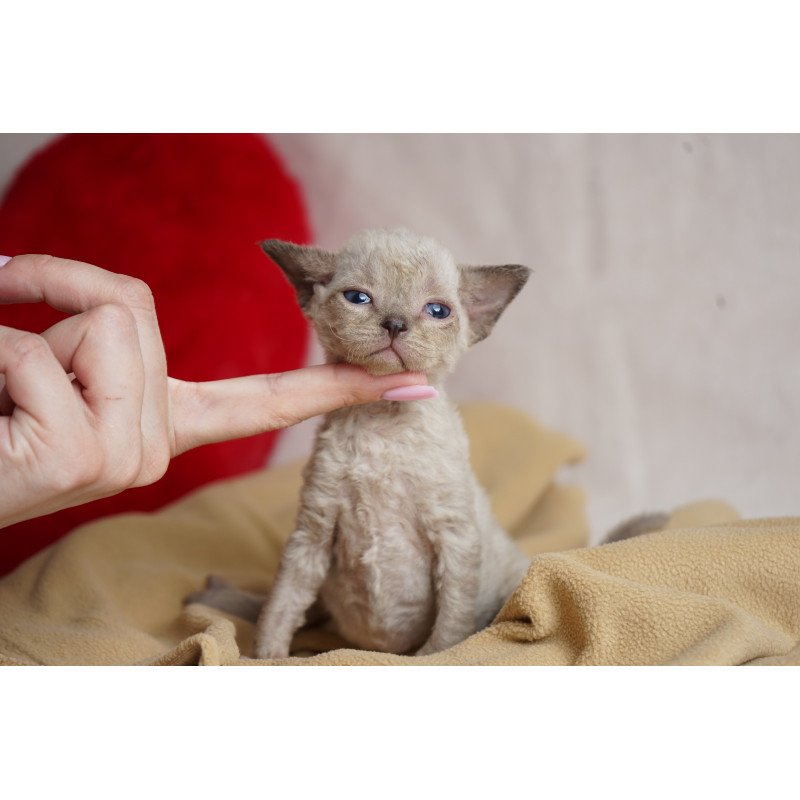 Devon Rex NOV Nona