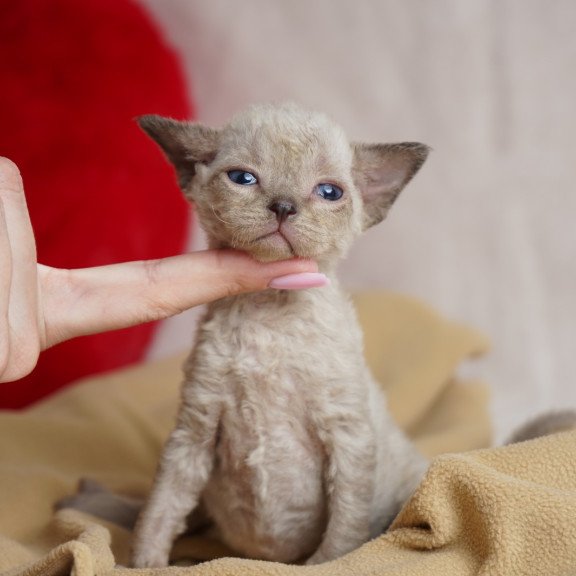 Devon Rex NOV Nona