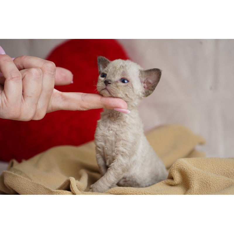 Devon Rex NOV Nona