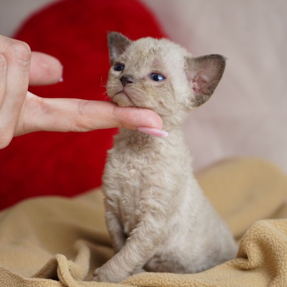 Devon Rex NOV Nona