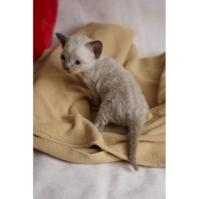 Devon Rex NOV Nona