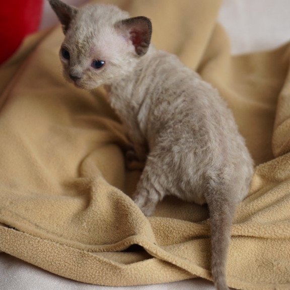 Devon Rex NOV Nona