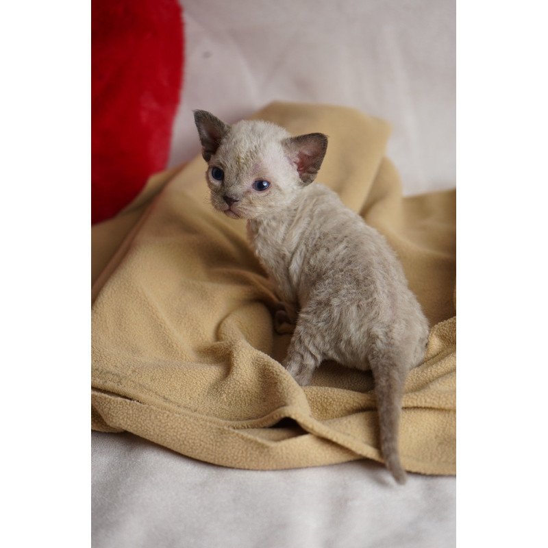 Devon Rex NOV Nona