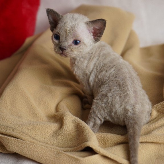 Devon Rex NOV Nona