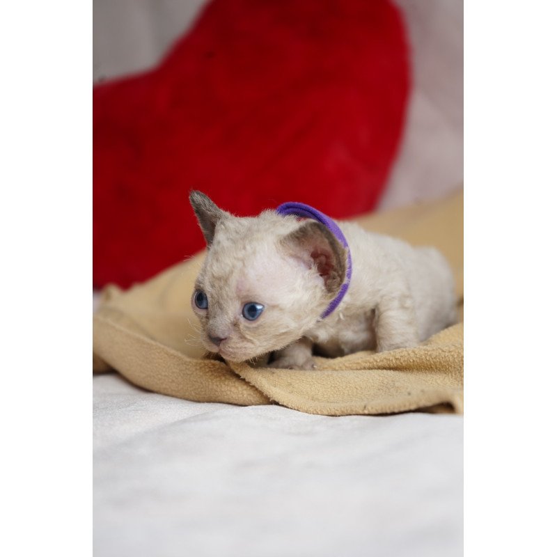 Devon Rex NOV Naila