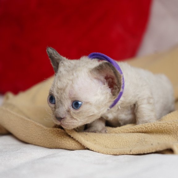 Devon Rex NOV Naila