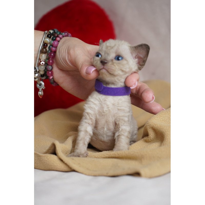 Devon Rex NOV Naila