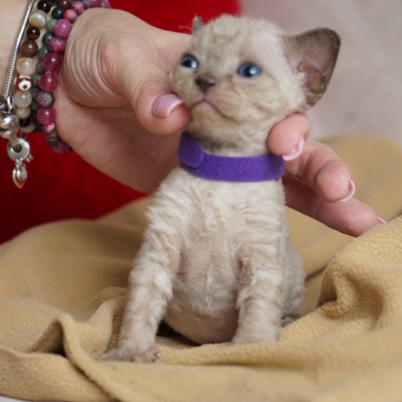 Devon Rex NOV Naila
