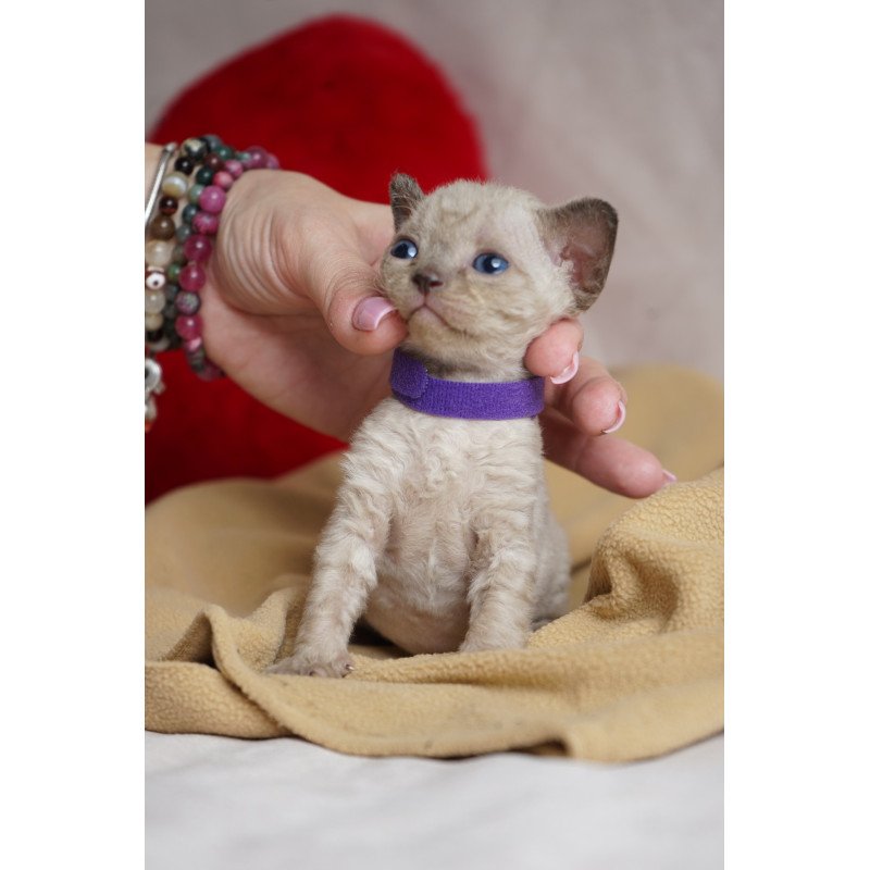 Devon Rex NOV Naila