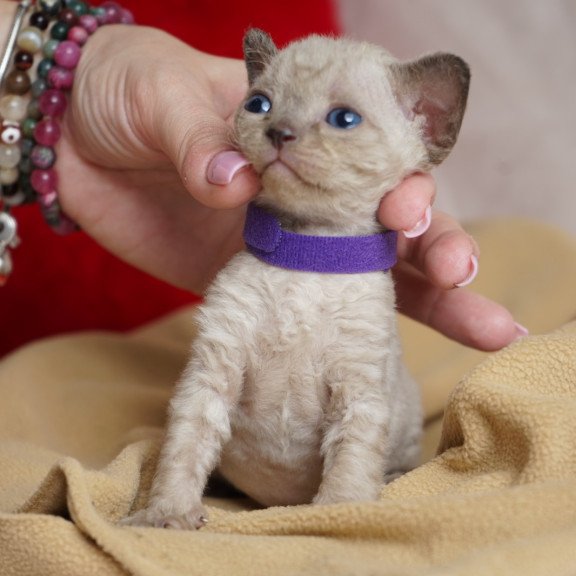 Devon Rex NOV Naila