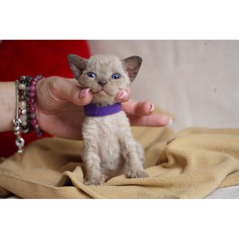 Devon Rex NOV Naila