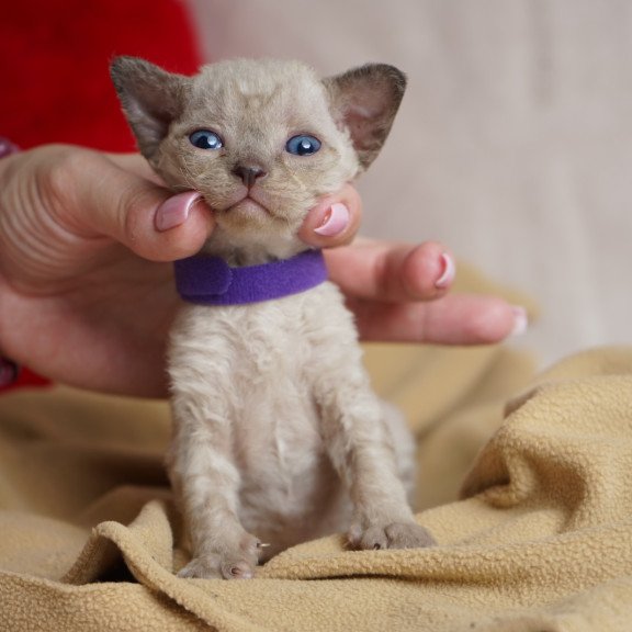 Devon Rex NOV Naila