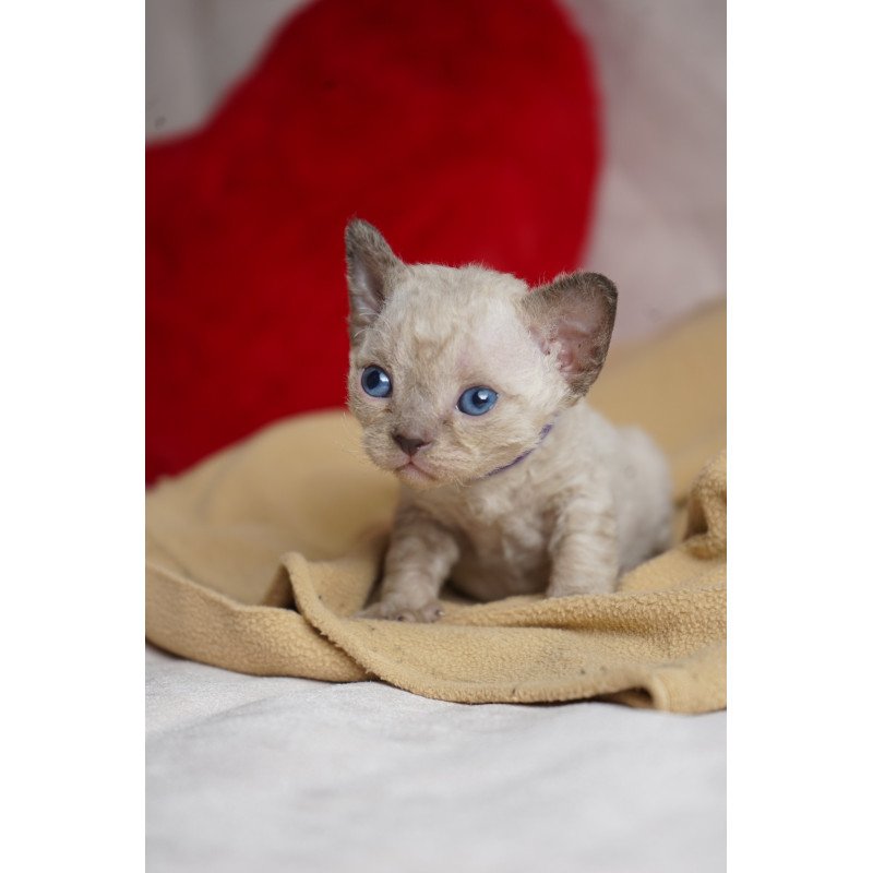 Devon Rex NOV Naila