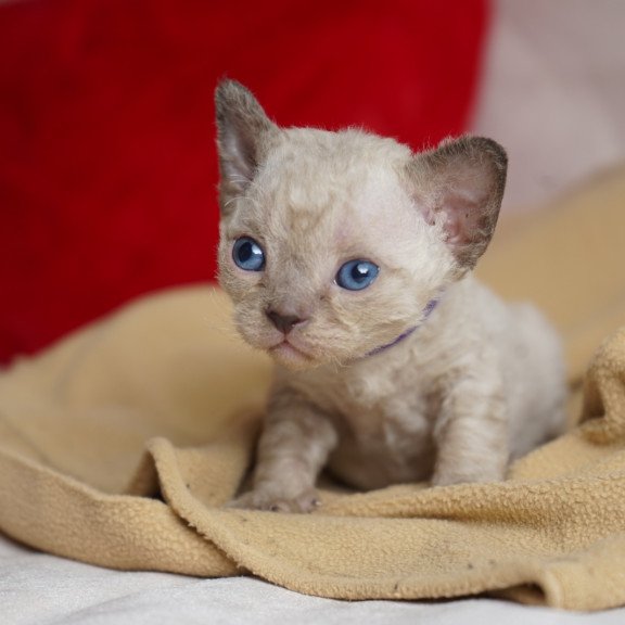 Devon Rex NOV Naila