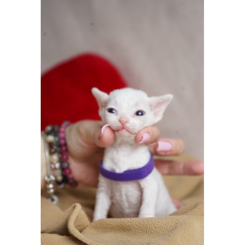Devon Rex NOV Naitiri