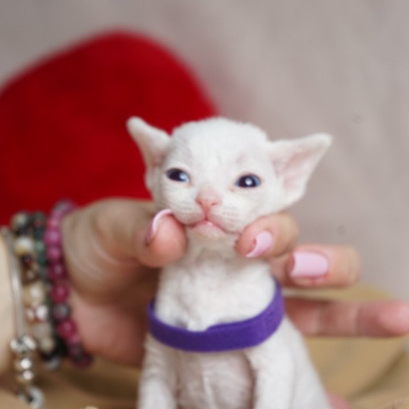 Devon Rex NOV Naitiri