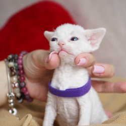 Devon Rex NOV Naitiri