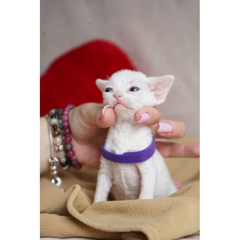 Devon Rex NOV Naitiri