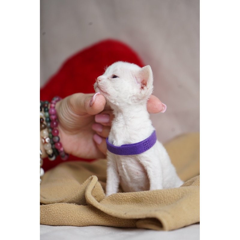 Devon Rex NOV Naitiri