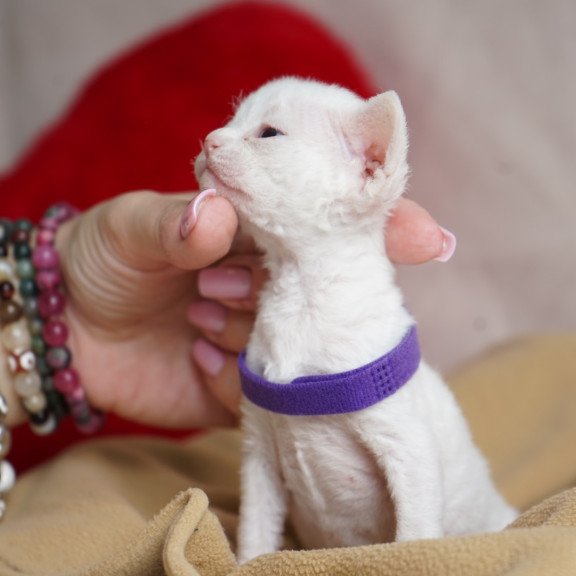 Devon Rex NOV Naitiri
