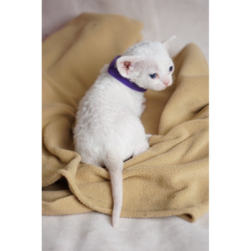 Devon Rex NOV Naitiri