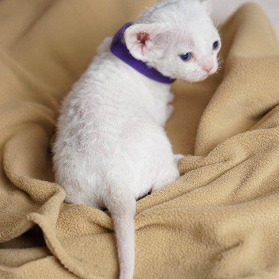 Devon Rex NOV Naitiri