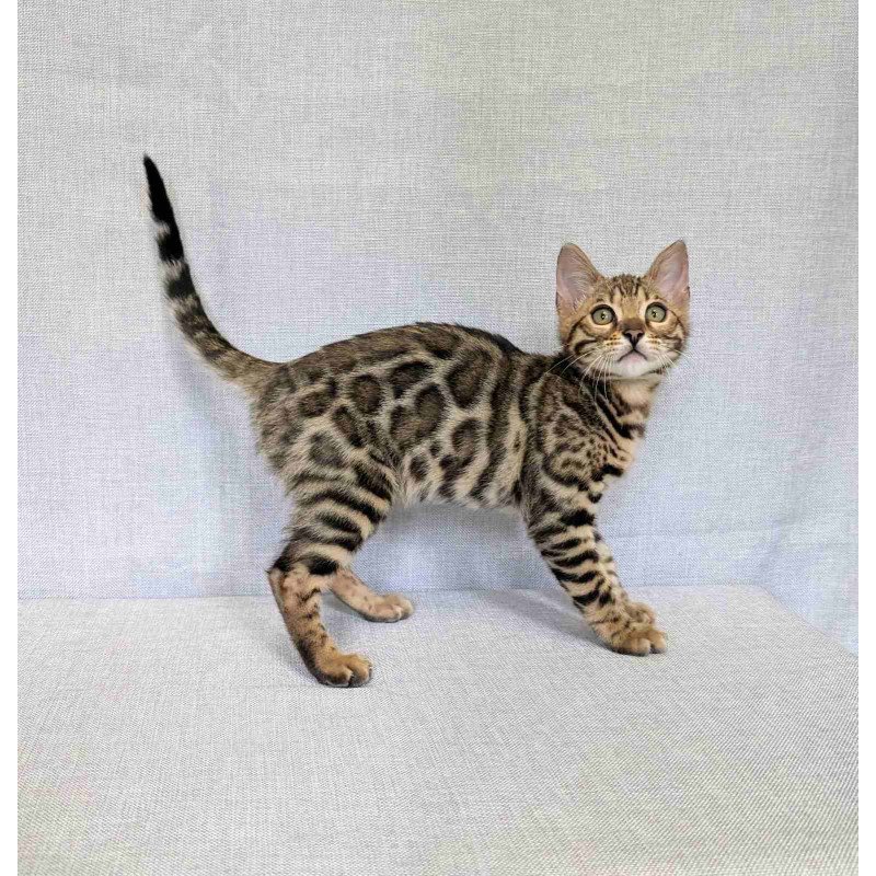 Bengal NOV Zipsy