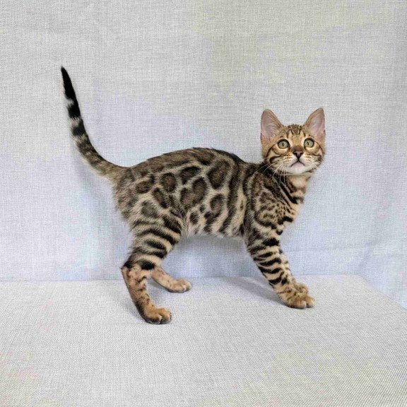 Bengal NOV Zipsy