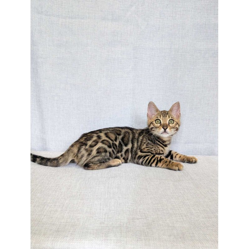 Bengal NOV Zipsy