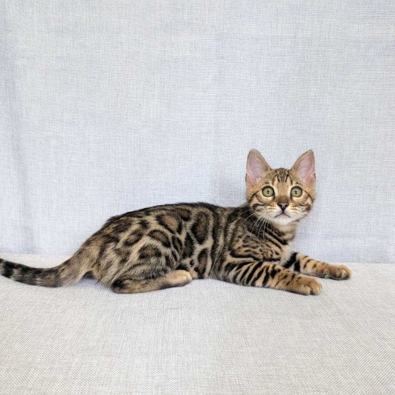 Bengal NOV Zipsy