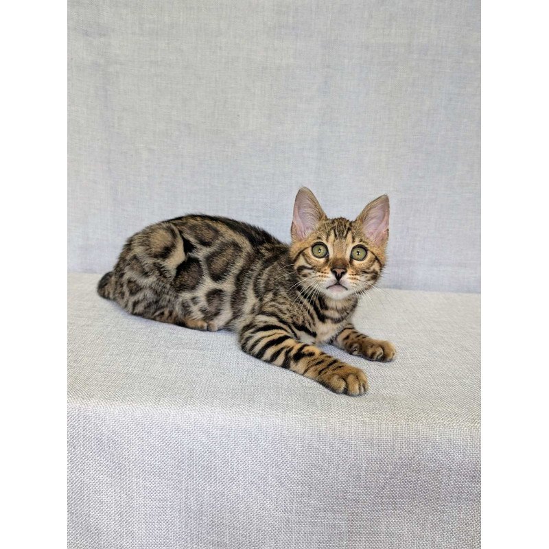 Bengal NOV Zipsy