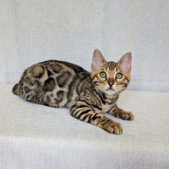 Bengal NOV Zipsy