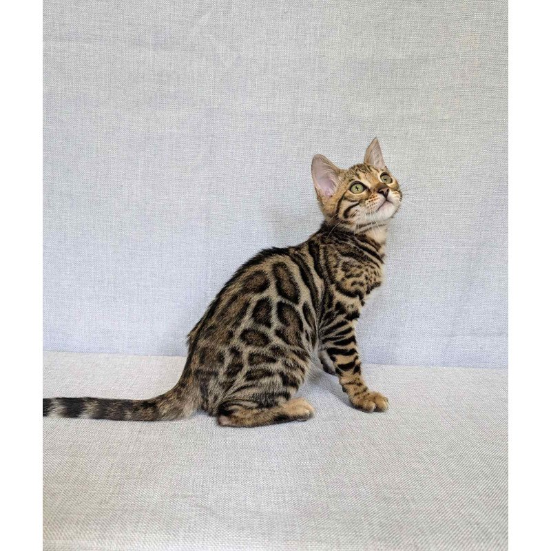 Bengal NOV Zipsy