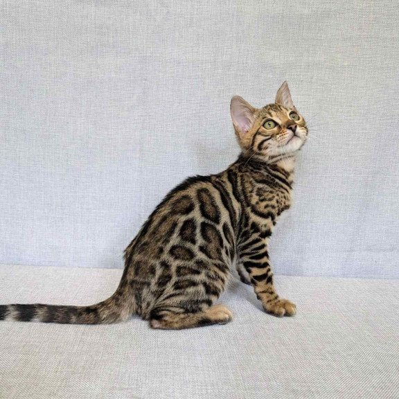 Bengal NOV Zipsy