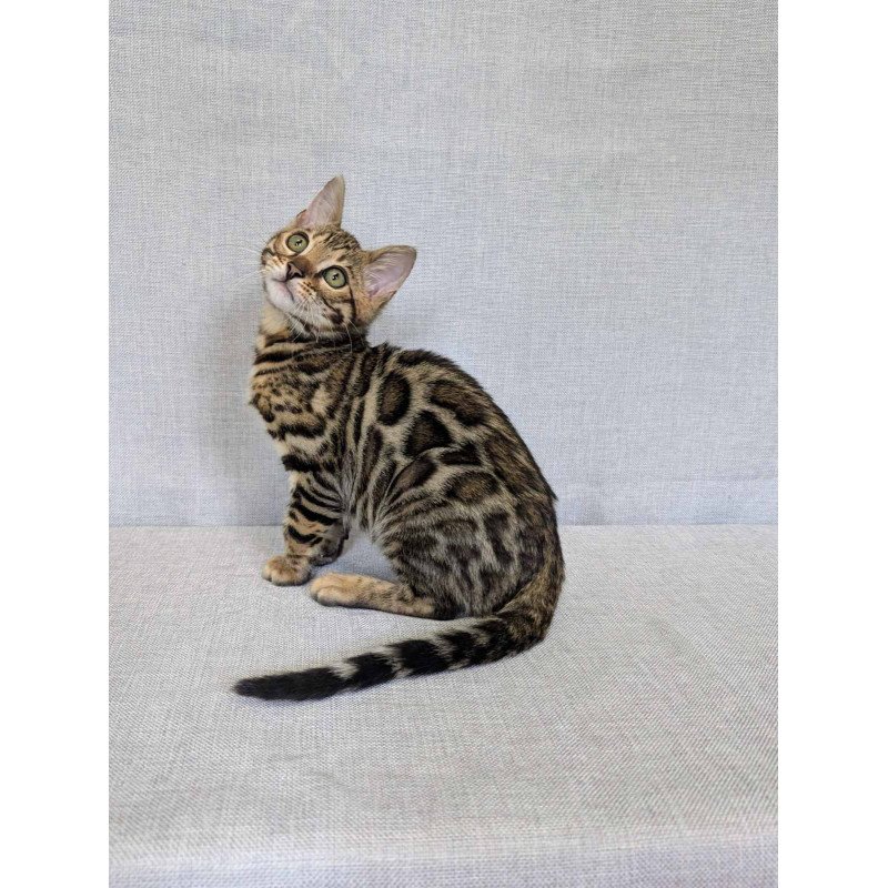 Bengal NOV Zipsy