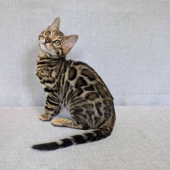 Bengal NOV Zipsy