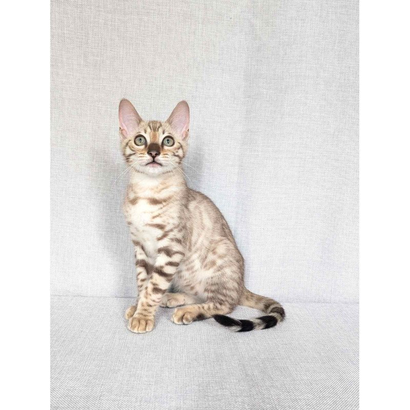 Bengal NOV Yuki