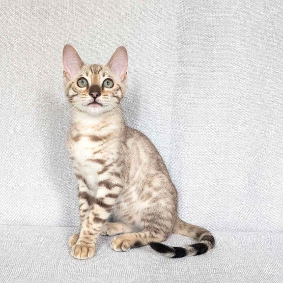 Bengal NOV Yuki