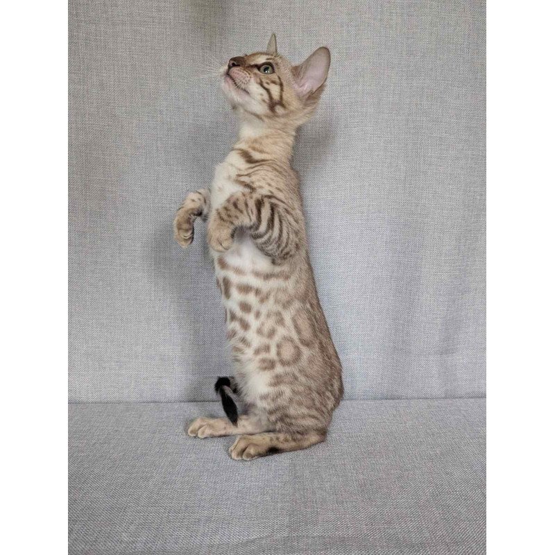Bengal NOV Yuki