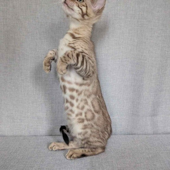Bengal NOV Yuki