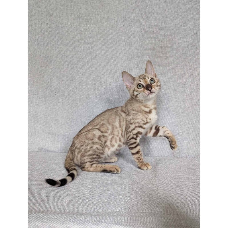 Bengal NOV Yuki