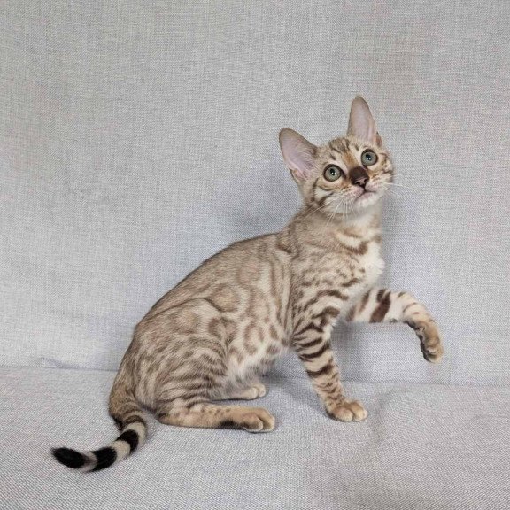 Bengal NOV Yuki