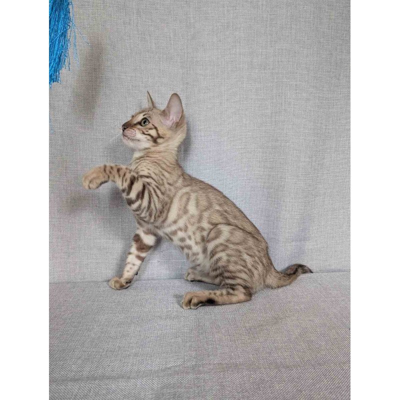 Bengal NOV Yuki