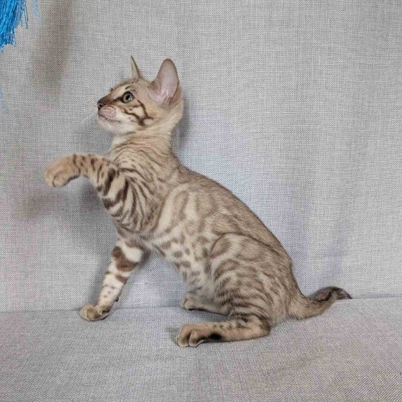 Bengal NOV Yuki
