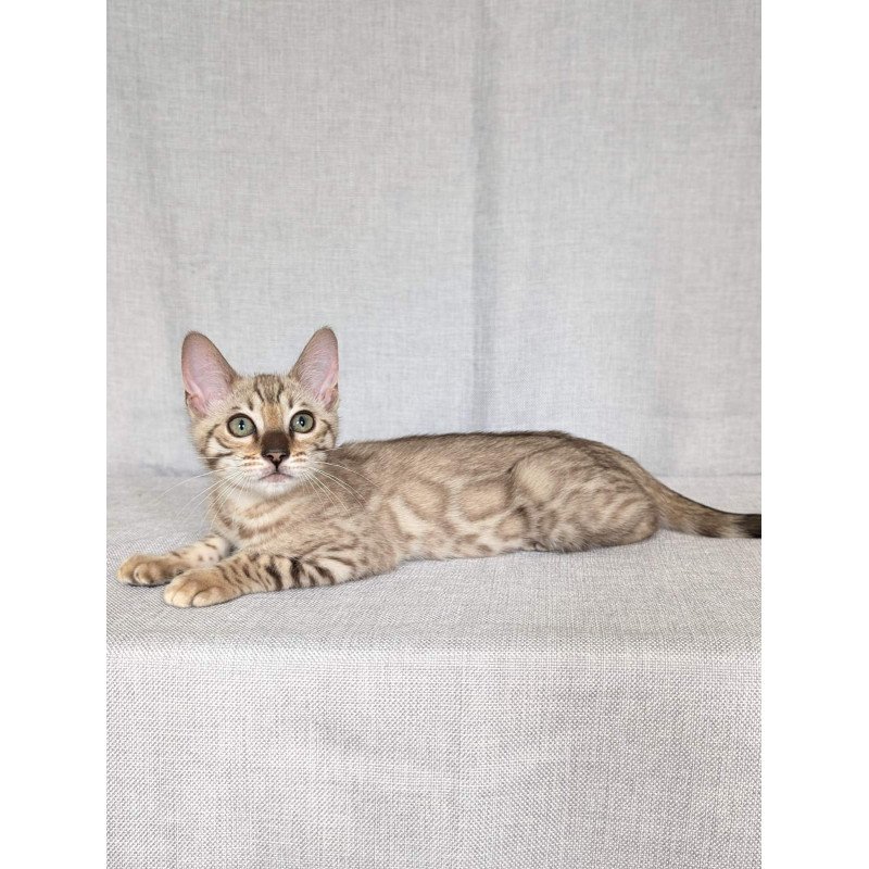 Bengal NOV Yuki