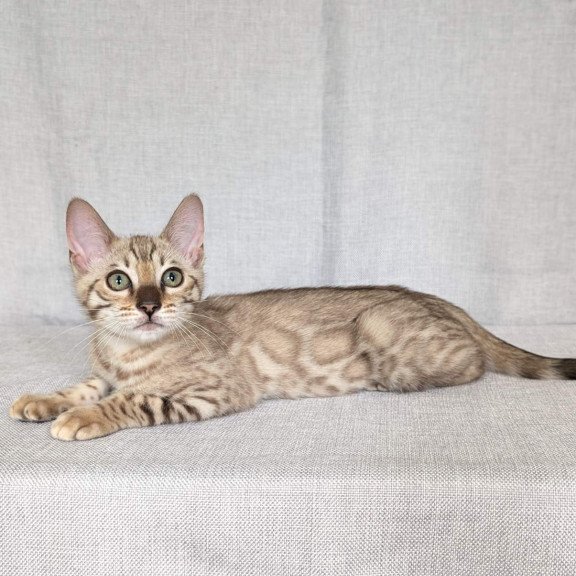 Bengal NOV Yuki