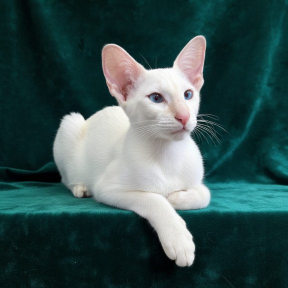 Siamese NOV Elton
