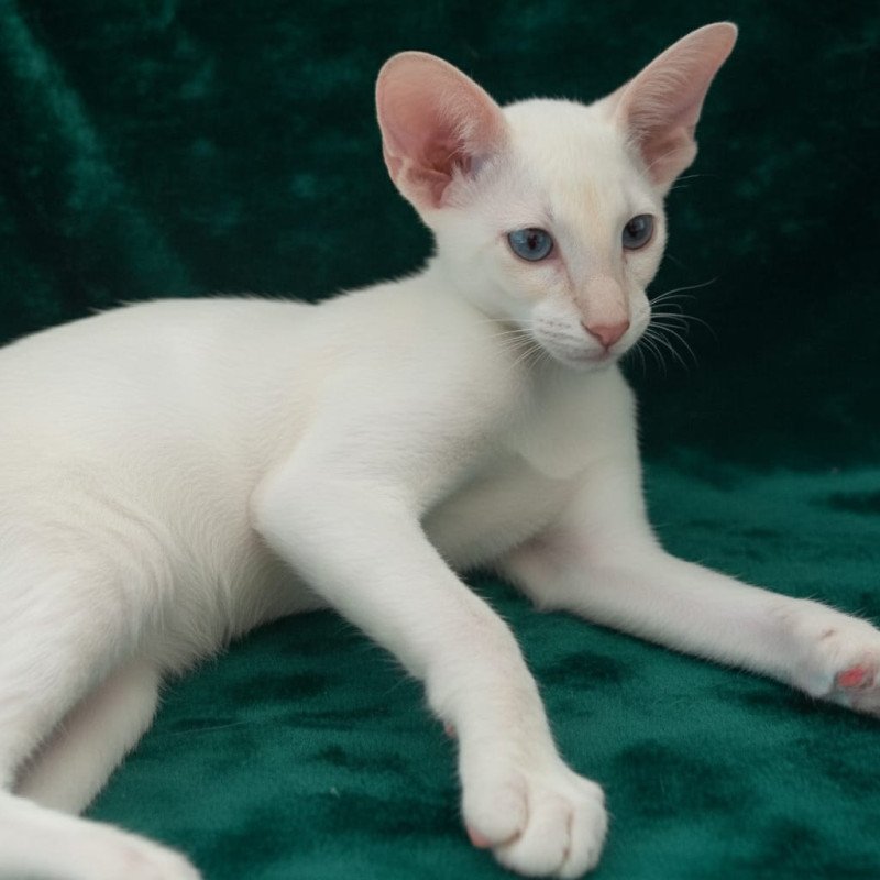 Siamese NOV Elton